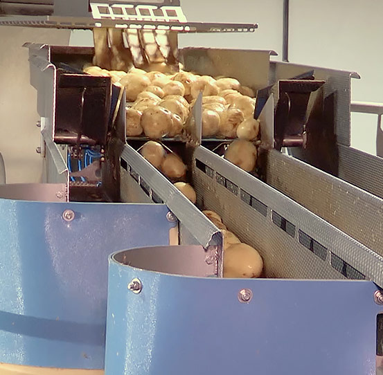 FastBack FastLane feeding potatoes to slicers